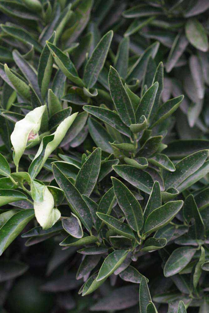              Sun leaves (Riverside, CA)       